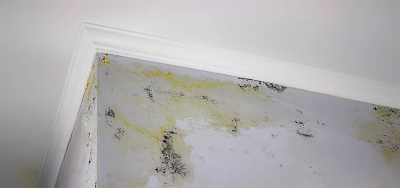 Prevent mold growth with early leak detection